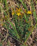 Hypericum maculatum