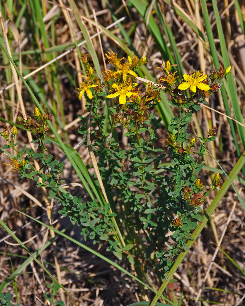 Image of Hypericum maculatum specimen.