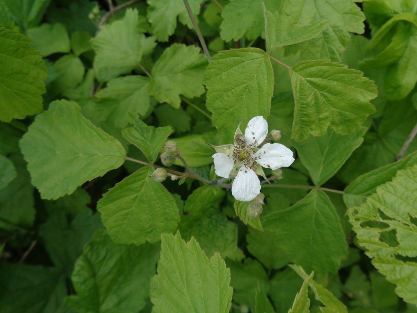 Изображение особи Rubus caesius.