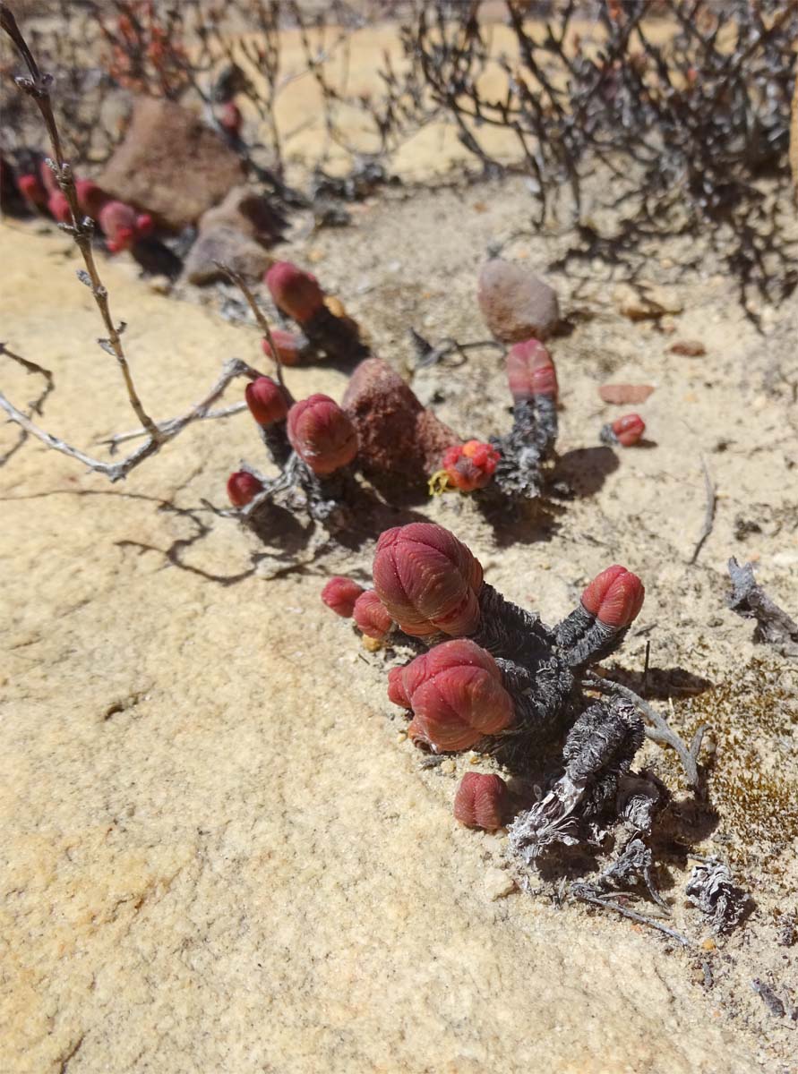 Image of Crassula pyramidalis specimen.