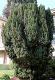 Taxus baccata