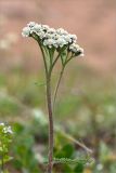 Achillea apiculata. Верхушка побега с соцветием. Кольский п-ов, Терский берег Белого моря, олуговелая воронично-кустарничковая тундра. 23.07.2018.