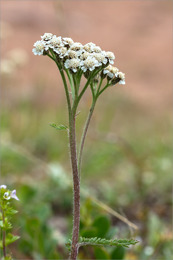 Изображение особи Achillea apiculata.