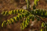 род Robinia