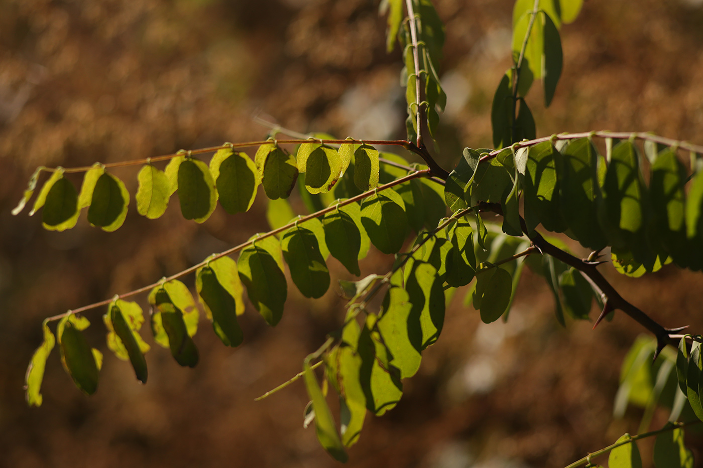 Изображение особи род Robinia.