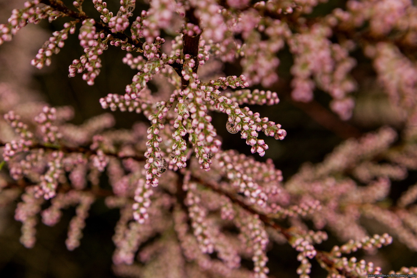 Image of Tamarix ramosissima specimen.