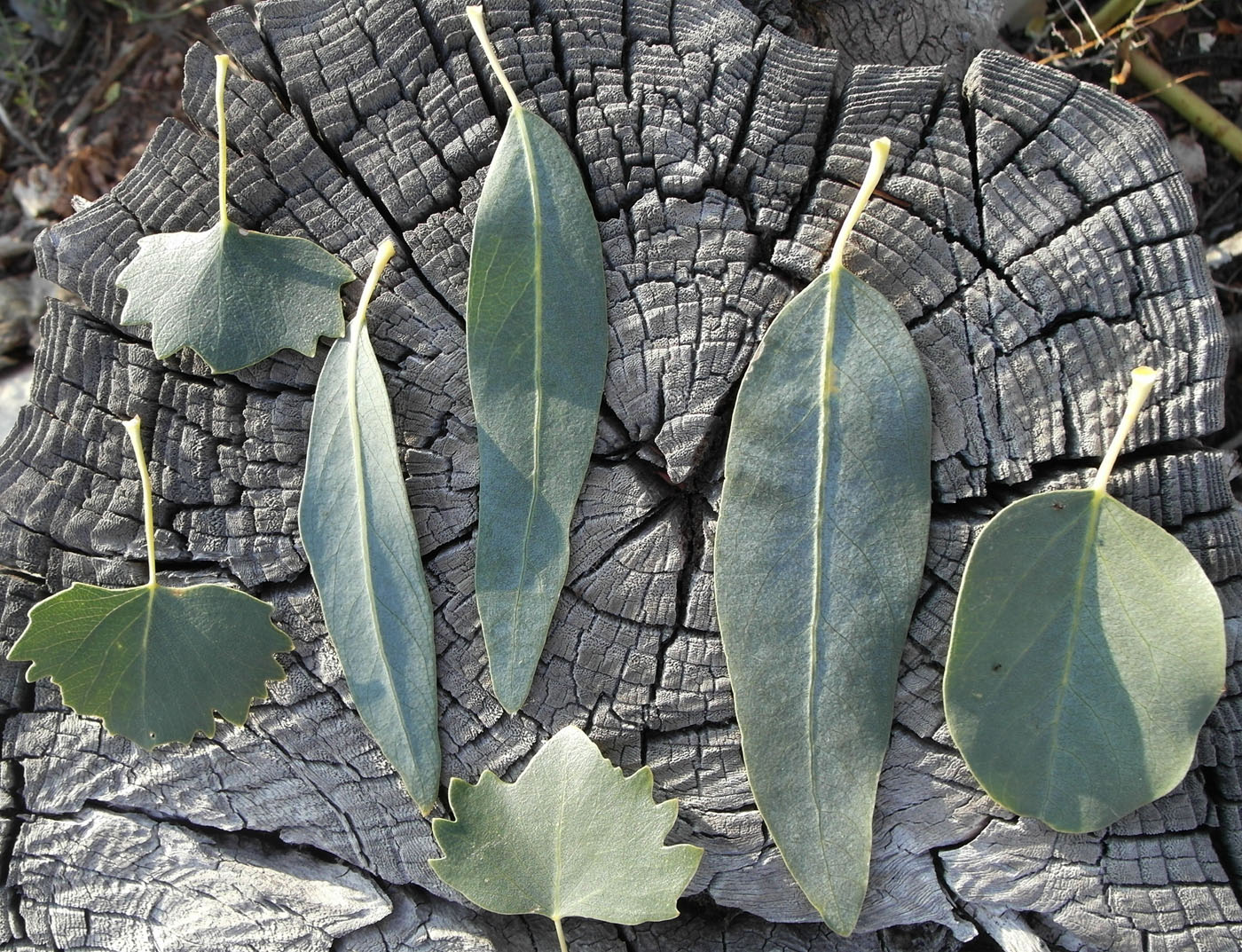 Image of Populus diversifolia specimen.