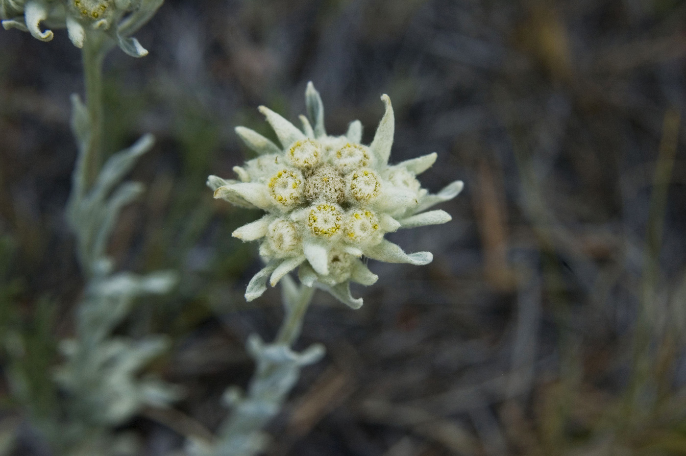 Image of Leontopodium conglobatum specimen.