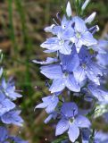 Veronica prostrata