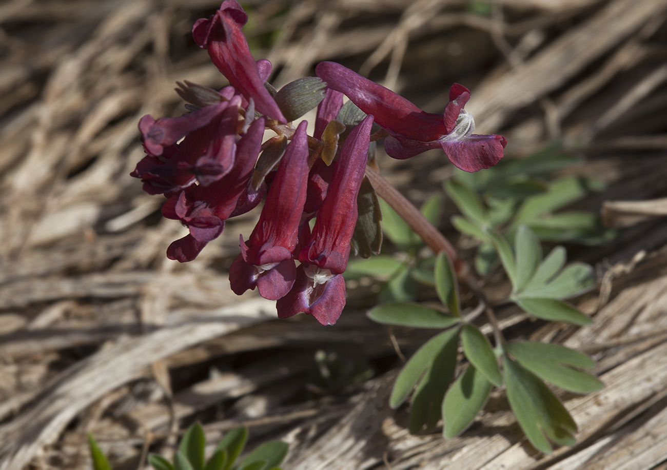 Image of Corydalis solida specimen.