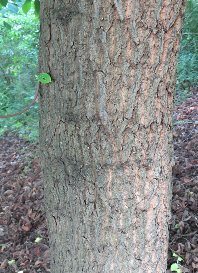 Image of Halesia carolina specimen.