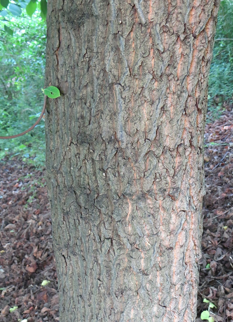 Изображение особи Halesia carolina.