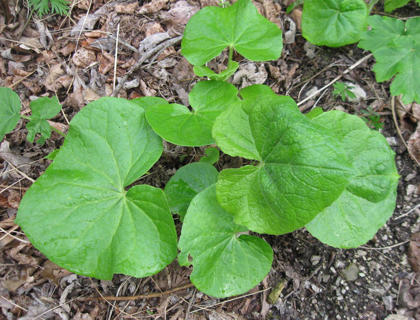 Изображение особи Valeriana tiliifolia.