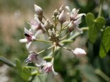 Cynanchum acutum