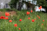 Papaver rhoeas. Верхние части побегов с бутонами, цветками и незрелыми плодами-коробочками. Чехия, Южночешский край, г. Вышши-Брод. 30.05.2014.