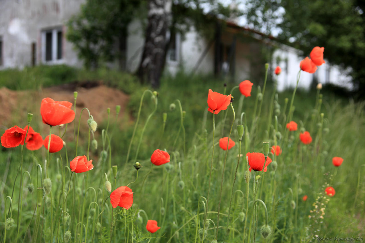 Изображение особи Papaver rhoeas.