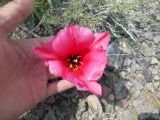 Tulipa rosea