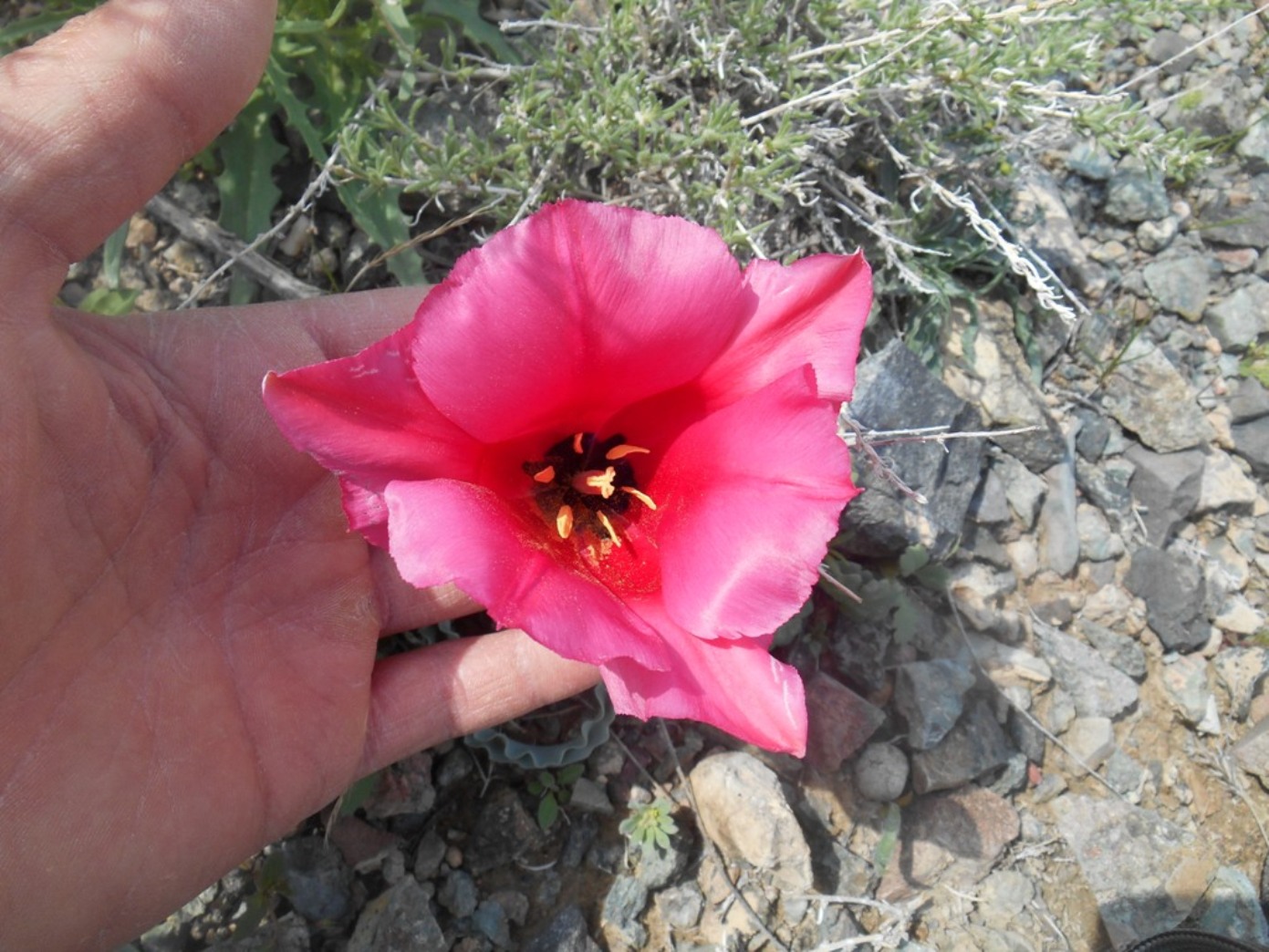 Image of Tulipa rosea specimen.