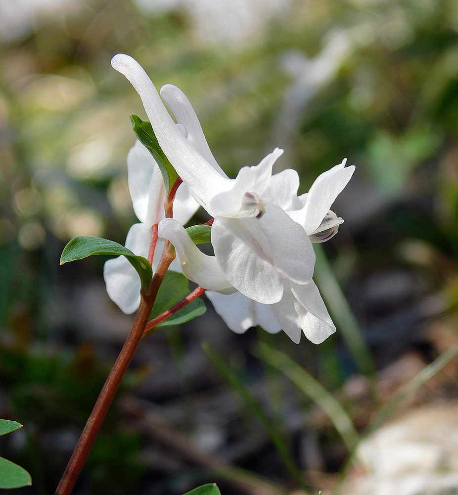 Image of Corydalis caucasica specimen.