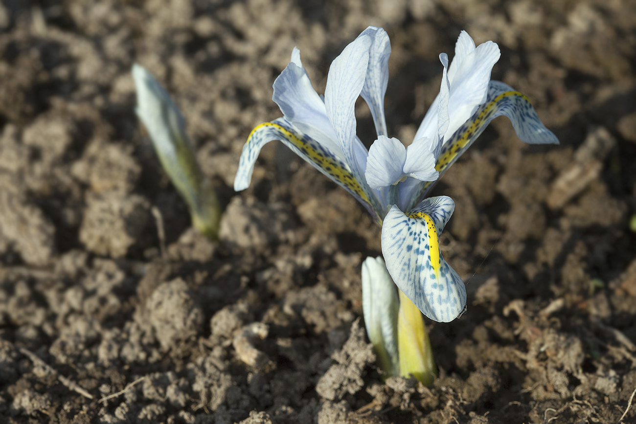 Изображение особи Iridodictyum &times; catharinae.