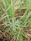 Geranium linearilobum