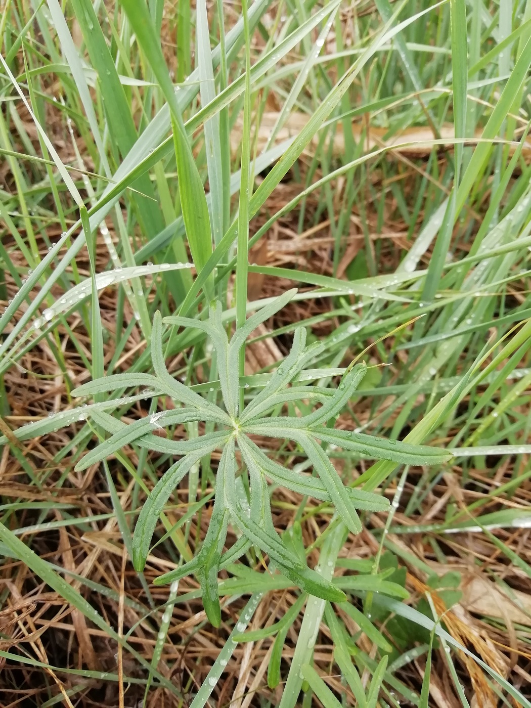 Image of Geranium linearilobum specimen.