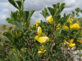Caragana frutex