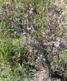 Centaurea stoebe