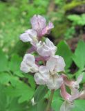 Corydalis cava