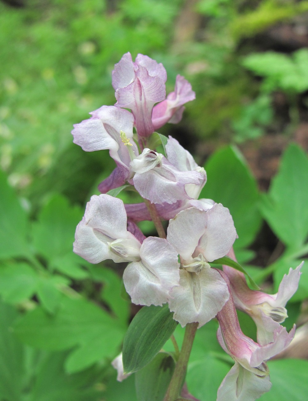 Image of Corydalis cava specimen.