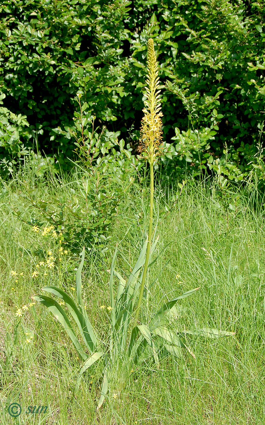 Image of Eremurus spectabilis specimen.