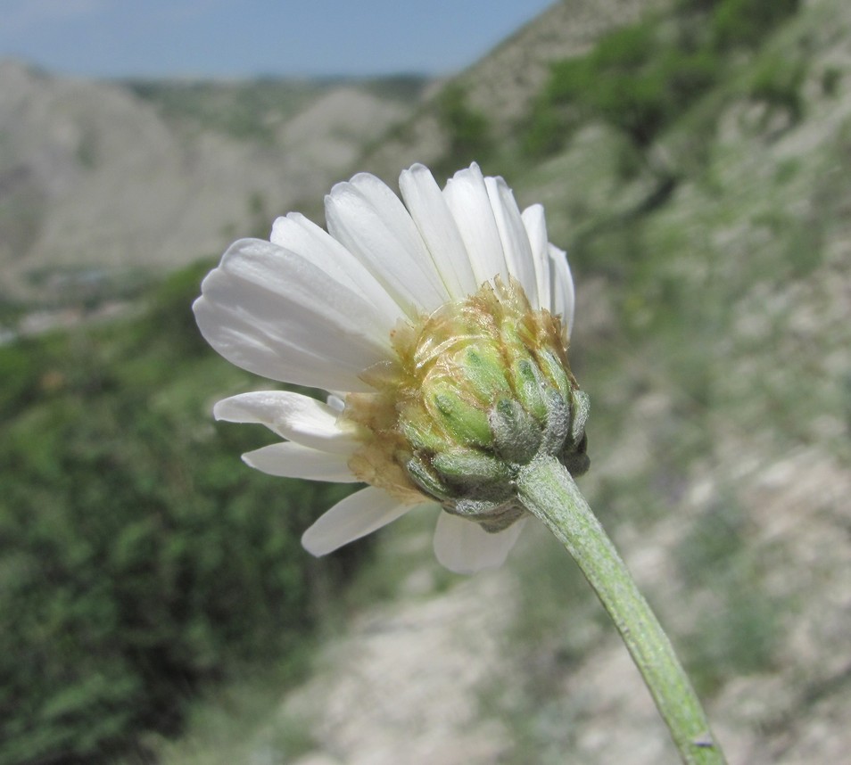 Изображение особи Anthemis fruticulosa.