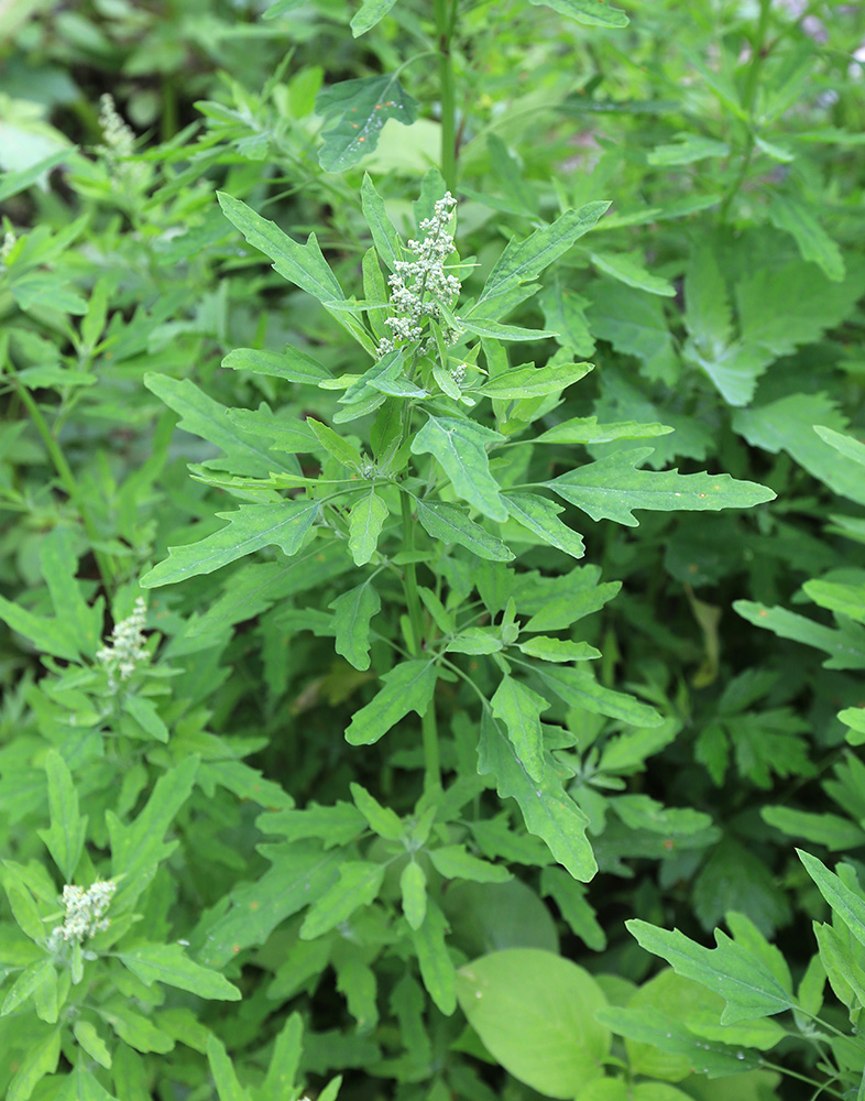 Image of Chenopodium ficifolium specimen.