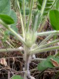 Astragalus tanaiticus