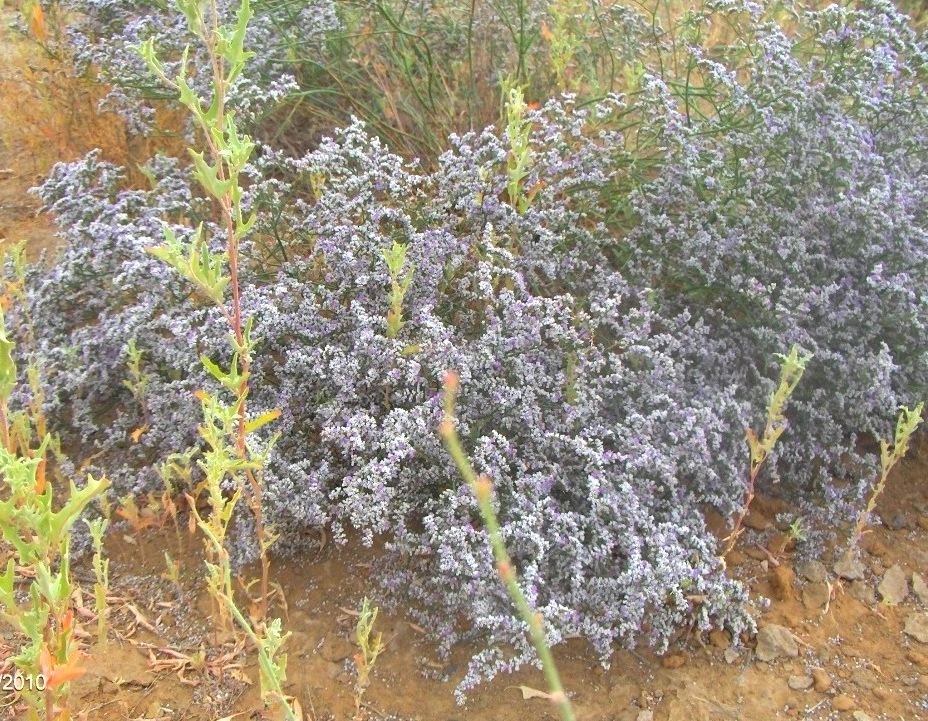 Изображение особи Limonium caspium.