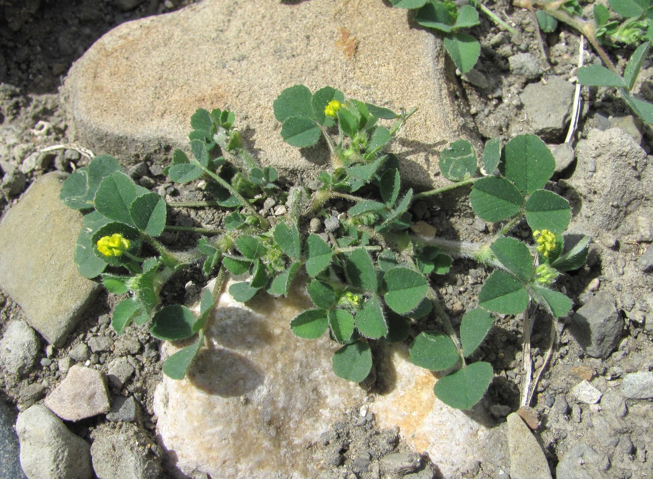 Image of Medicago lupulina specimen.