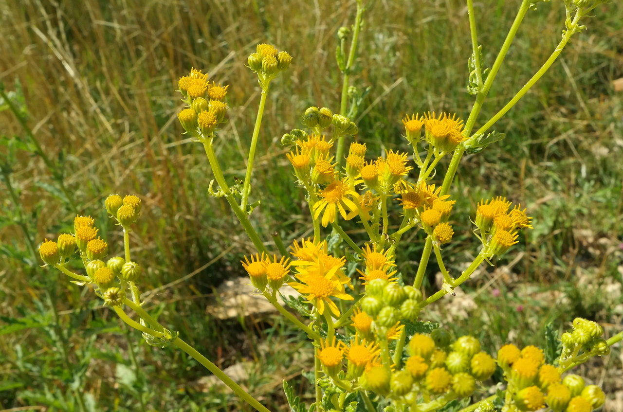 Изображение особи род Senecio.