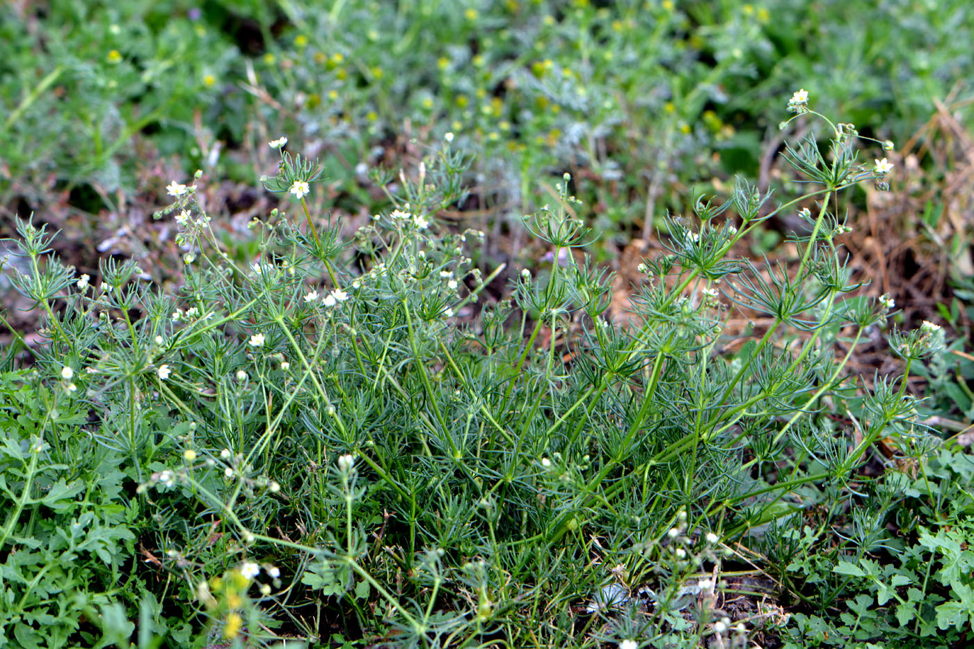 Изображение особи Spergula arvensis.