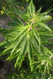 Chamaenerion angustifolium