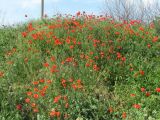 Papaver rhoeas. Аспект цветущих растений. Краснодарский край, г. Краснодар, близ ж. д. 17.05.2019.
