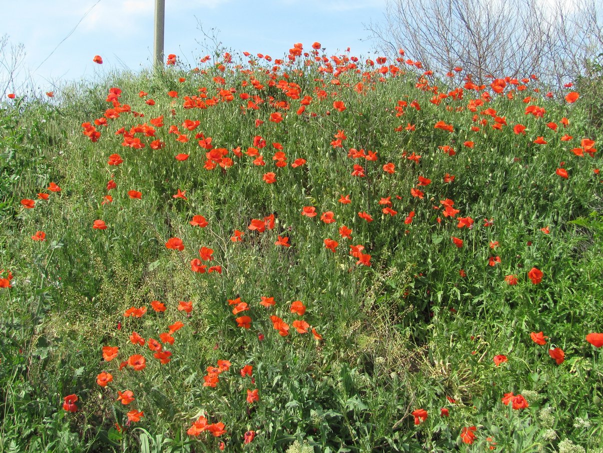 Изображение особи Papaver rhoeas.