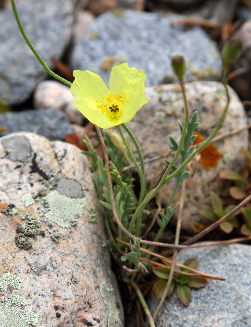 Image of genus Papaver specimen.