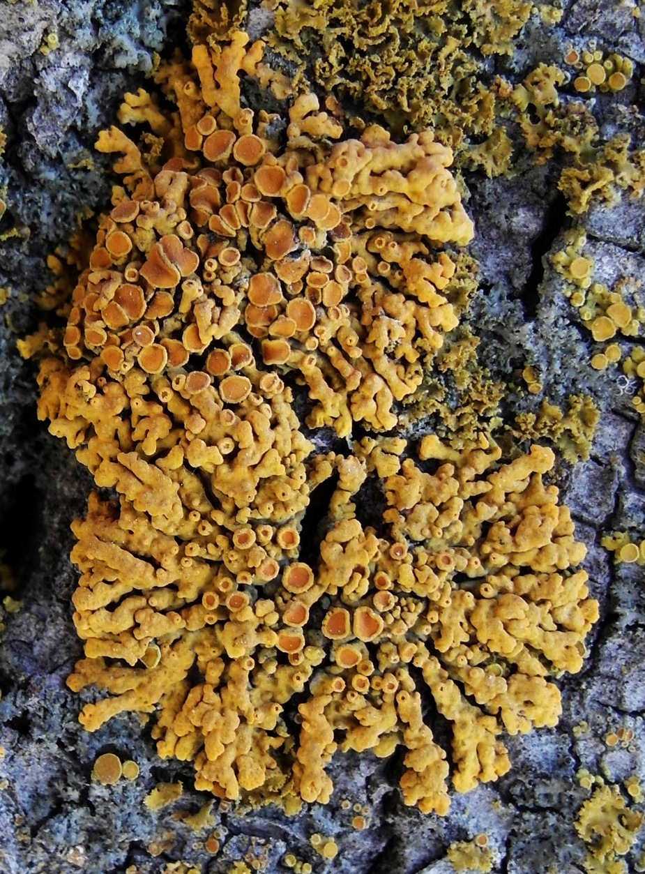 Image of Rusavskia elegans specimen.