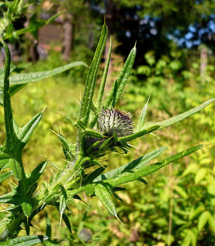 Image of Cirsium polonicum specimen.