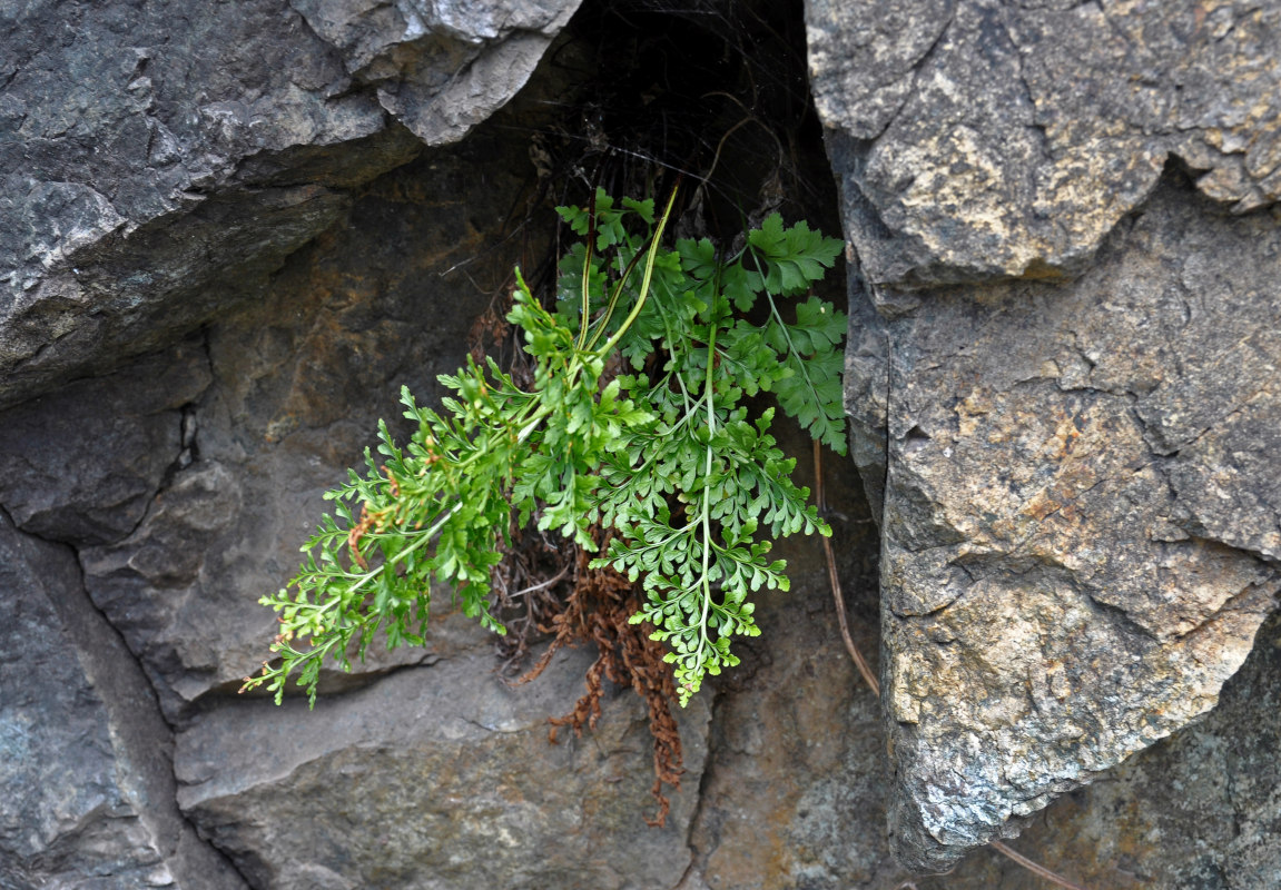 Изображение особи род Asplenium.