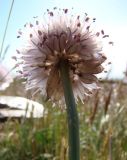 Allium pseudostrictum