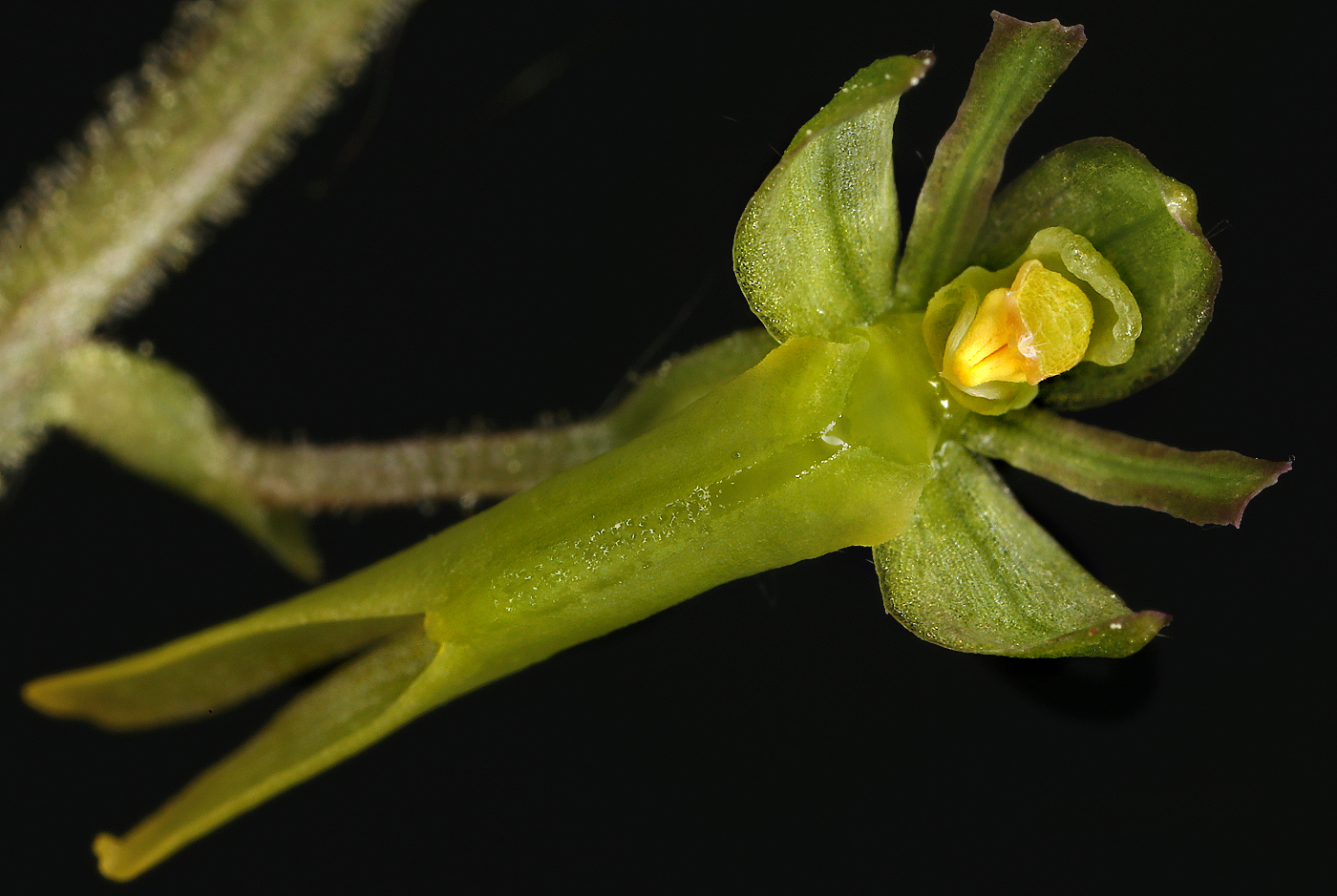 Image of Listera ovata specimen.