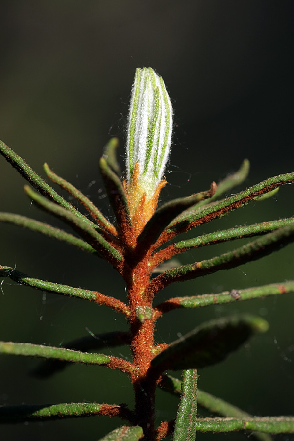 Image of Ledum palustre specimen.