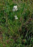 Silene sendtneri