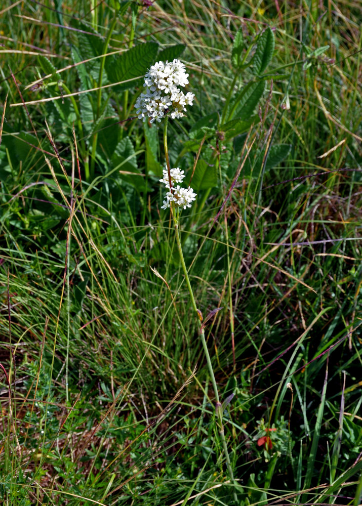 Image of Silene sendtneri specimen.